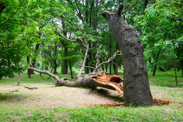 How Our Tree Care Process Works  in  Troy, TN